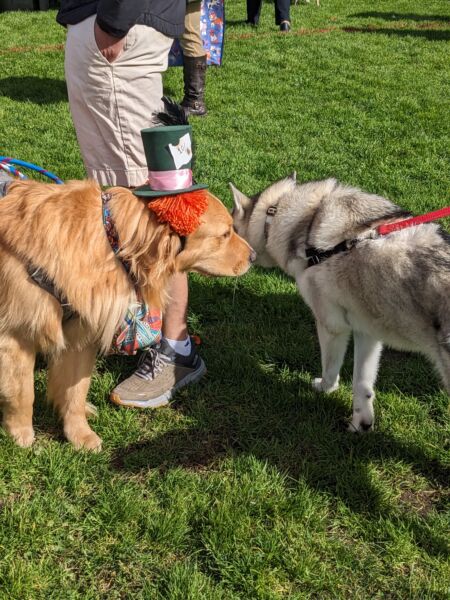 Two dogs become fast friends. On the left, a Golden Retriever dressed as the Mad Hatter from Alice in Wonderland meets a gray and white Husky.