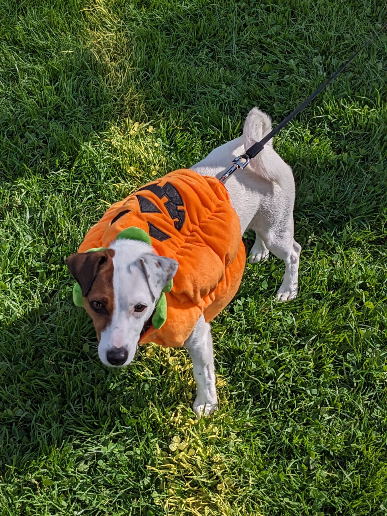 A small Jack Russell Terrier dog stands in the grass looking content. The dog has white fur with a brown spot over its eye, and is wearing a jack-o-lantern costume.